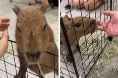 Hanoi cafe attracts customers with capybara