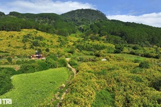 Wild sunflower season in Da Lat