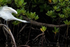 COP16 biodiversity finance deal for 'early 2025': presidency