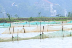 Sandworm hunting season in Nghe An