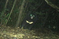 Rare Asiatic black bear found in Quang Tri nature reserve