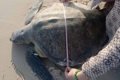 Quang Tri fishermen rescue rare hawksbill turtle