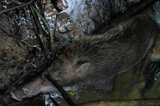 Wild boars found dead in Nghe An national park