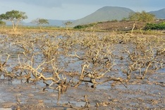 Causes of Ha Tinh mangrove forest deaths revealed