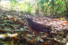 Rare animals discovered at central nature reserve