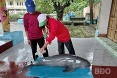 More dolphins die on Cu Lao Xanh Island