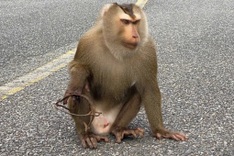 Rescue of wounded monkey in Son Tra underway