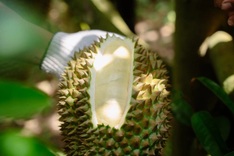 EU increases pesticide residue checks for Vietnamese durian