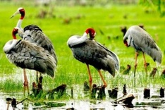 Red-crowned cranes unexpectedly arrive at Dong Thap national park