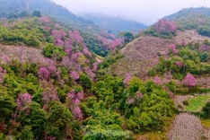 Wild Himalayan cherry blossom season in northwestern region