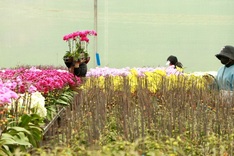 Flower villages in Lam Dong gear up for Tet