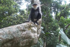 Rare animal species found in Quang Nam elephant sanctuary