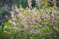 Pink trumpet flowers blooming in Vung Tau