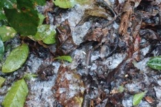 Frost devastates coffee trees in Son La