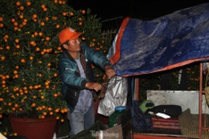 Traders up all night to sell Tet flowers