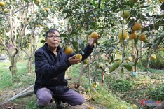 Nghe An orange growers face losses on Tet harvest