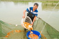 Red carp hub in Thanh Hoa prepares for Kitchen Gods’ Day