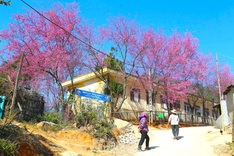 Cherry blossoms in full bloom in Nghe An