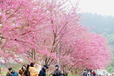 Cherry blossoms cover Moc Chau Plateau