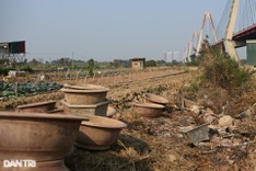 Hanoi's typhoon-hit peach blossom village faces tough recovery