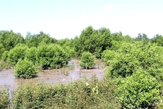 Mekong Delta provinces grow more mangroves to prevent coastal erosion