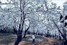 Snow covers Lao Cai Mountain