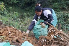 China remains largest market for Vietnamese cassava