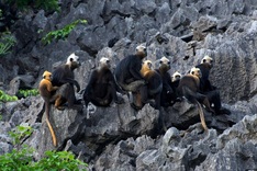 Endangered langurs on Cat Ba