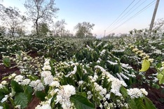 Coffee flowers start blooming in Dak Lak