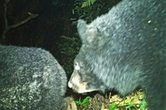 Endangered Asiatic black bears spotted in Nghe An forests