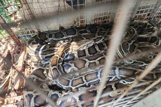 HCM City residents hand over three reticulated pythons