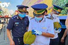 Durian exports to China resume via Lang Son border gates