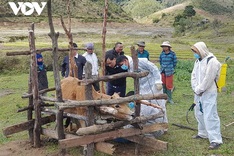 Foot and mouth disease spread among Kon Tum cattle