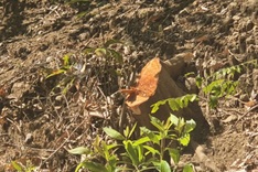 Hundreds of trees destroyed in Dak Nong protective forest