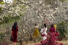 Plum blossom season in Son La