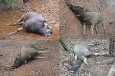 Many buffaloes die from suspected hemorrhagic septicemia in Quang Tri