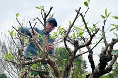 Ha Tinh peach growers back to work after Tet