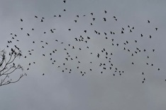 Birds ravage Ha Tinh paddy fields