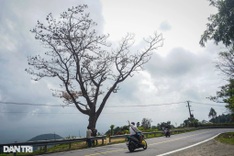 Lonely pine tree on Hai Van Pass withers