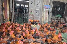 Hanoi's large poultry market faces avian flu outbreak risk