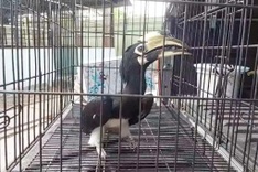 HCM City residents voluntarily hand over rare birds