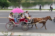 Horse-drawn carriages banned around Da Lat lake