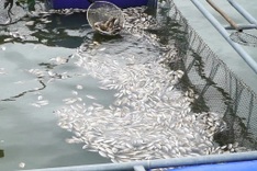 Mass fish die-off reported in Quang Nam river