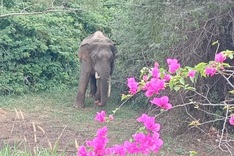 Rare Asian elephant spotted in Dong Nai