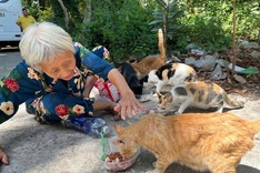 Elderly woman feeds stray cats in HCM City