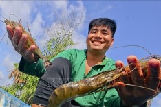 Shrimp industry advised to take actions to maintain growth momentum