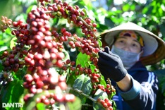 Vietnamese coffee exports top USD1 bln in a month for first time