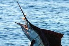 Binh Dinh fisherman killed by marlin fish