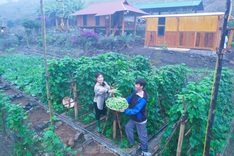 Picturesque farm brings billions in revenue to a young Muong entrepreneur