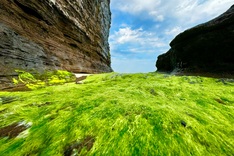 Beauty of Ly Son Island’s moss-covered rocks